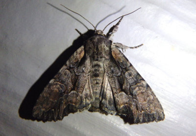 10299 - Lacanobia subjuncta; Speckled Cutworm Moth