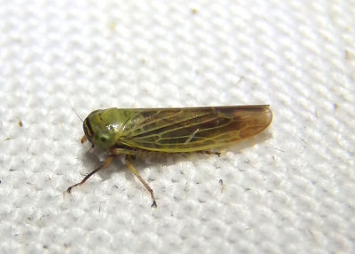 Limotettix parallelus; Leafhopper species