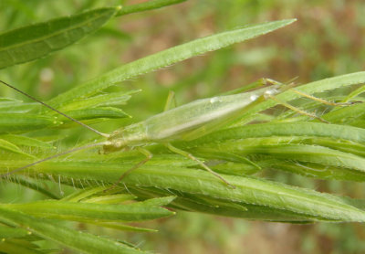 Oecanthus quadripunctatus; Four-spotted Tree Cricket; female