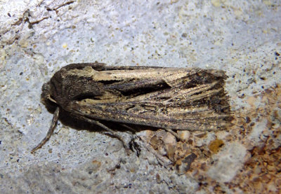 9393 - Resapamea stipata; Four-lined Borer Moth