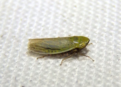 Arthaldeus pascuellus; Leafhopper species