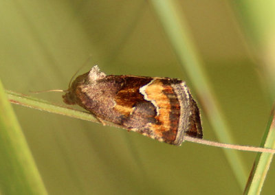 8880-9198 - Noctuidae; Plusiinae through Pantheinae