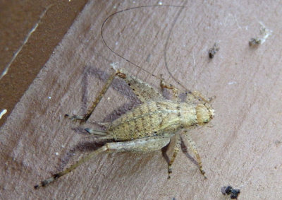 Hapithus agitator; Restless Bush Cricket; female nymph