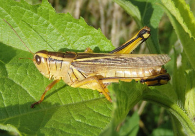 Melanoplus bivittatus; Two-Striped Grasshopper; female
