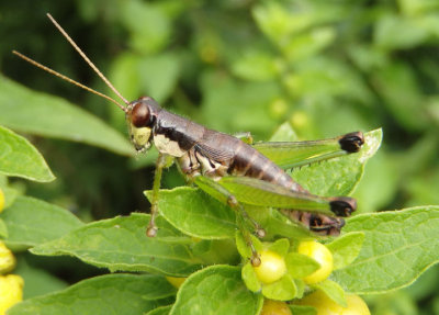 Melanoplus gracilis; Graceful Grasshopper; female
