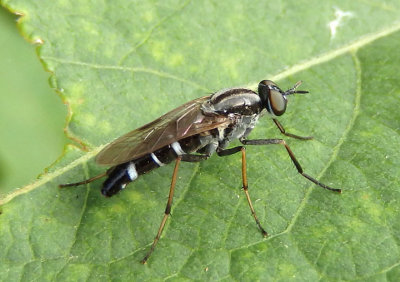 Ozodiceromyia Stiletto Fly species