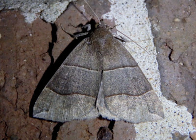 8727 - Parallelia bistriaris; Maple Looper Moth