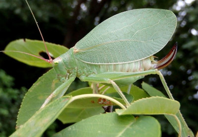 Pterophylla camellifolia; Common True Katydid; female