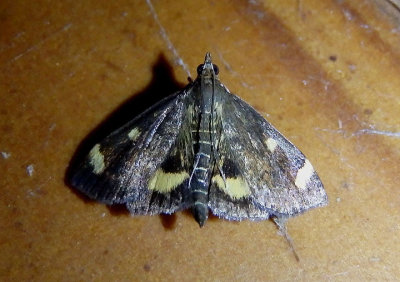 5056 - Pyrausta generosa; Pyralid Moth species