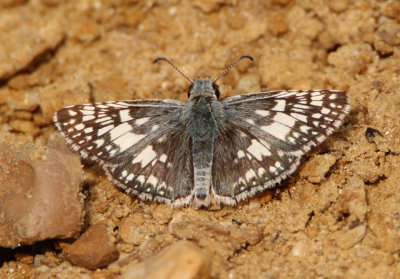 Pyrgus communis; Common Checkered-Skipper