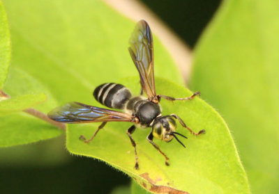 Tachytes guatemalensis; Square-headed Wasp species; male