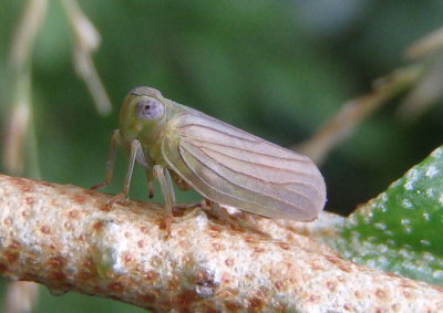 Aplos simplex; Issid Planthopper species
