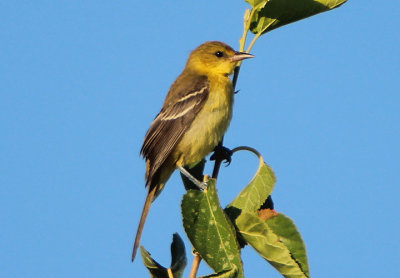 Orchard Oriole; female