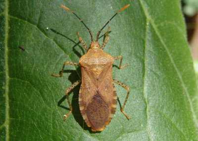 Anasa repetita; Squash Bug species