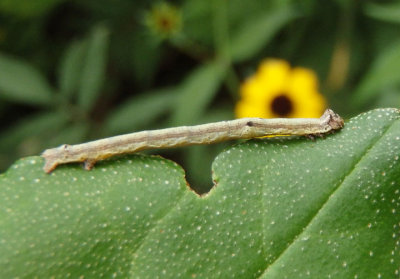 6590 - Anavitrinella pampinaria; Common Gray caterpillar