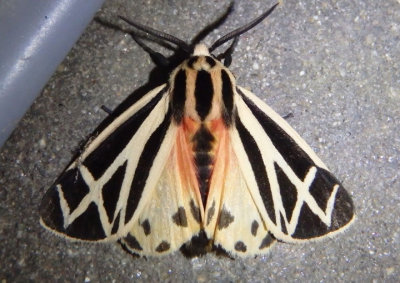 8169 - Apantesis phalerata; Harnessed Tiger Moth