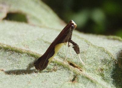 0594 - Caloptilia belfragella; Leaf Blotch Miner Moth species