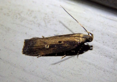 2072 - Chionodes discoocellella; Eyeringed Chionodes Moth