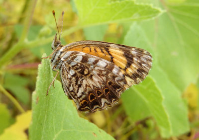 Chlosyne gorgone; Gorgone Checkerspot