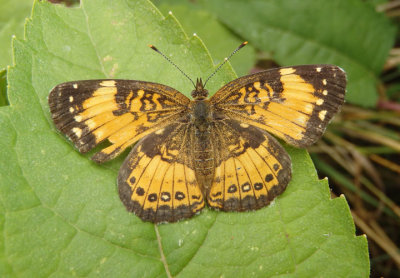 Chlosyne nycteis; Silvery Checkerspot