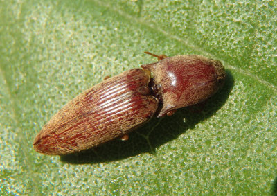 Conoderus lividus; Click Beetle species