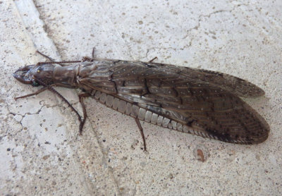 Corydalus cornutus; Eastern Dobsonfly; female