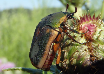 Cotinis nitida; Green June Beetle