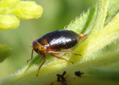 Driotura gammaroides; Leafhopper species