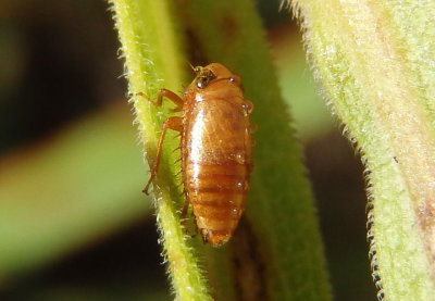 Driotura gammaroides; Leafhopper species