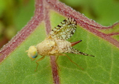 Euaresta aequalis; Fruit Fly species; female
