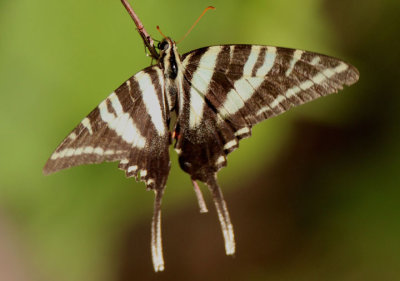 Eurytides marcellus; Zebra Swallowtail