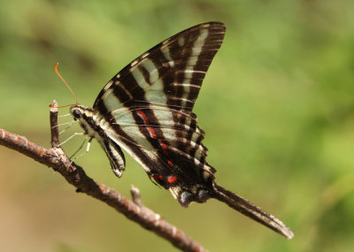 Eurytides marcellus; Zebra Swallowtail