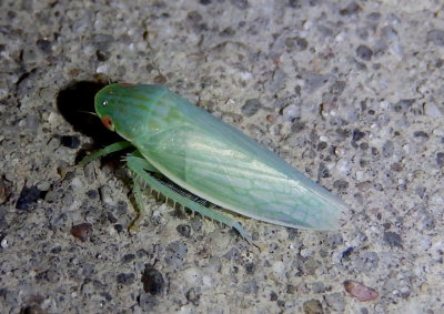 Gyponana Leafhopper species