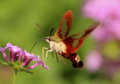 7853 - Hemaris thysbe; Hummingbird Clearwing