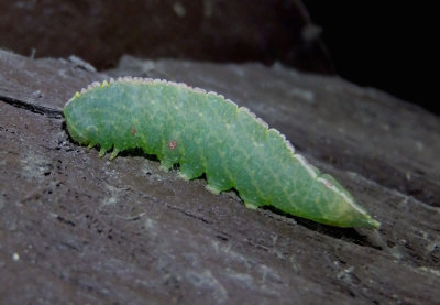 7985 - Heterocampa subrotata; Small Heterocampa caterpillar