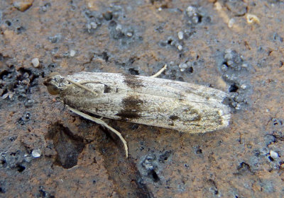 5944 - Homoeosoma deceptorium; Pyralid Moth species