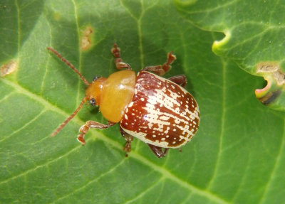 Blepharida rhois; Sumac Flea Beetle