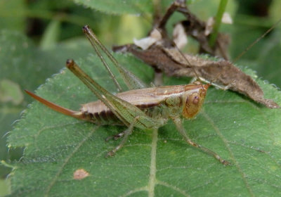 Conocephalus nemoralis; Woodland Meadow Katydid; female