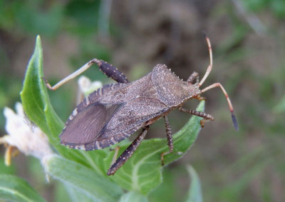 Euthochtha galeator; Helmeted Squash Bug