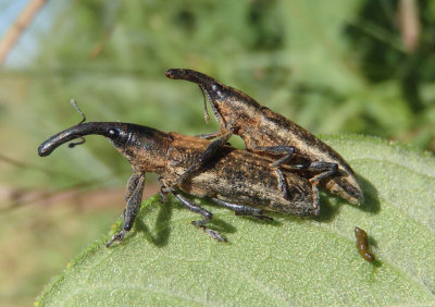 Lixus macer; Weevil species