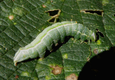 7998 - Lochmaeus manteo; Variable Oakleaf Caterpillar