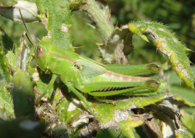 Melanoplus differentialis; Differential Grasshopper nymph