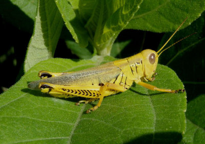 Melanoplus differentialis; Differential Grasshopper