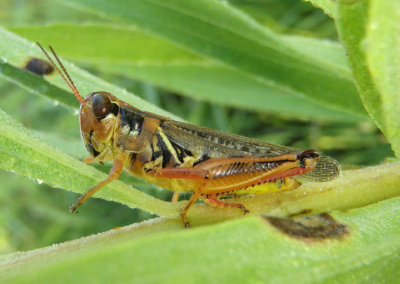 Melanoplus femurrubrum; Red-legged Grasshopper; female