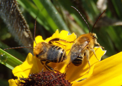 Melissodes trinodis; Long-horned Bee species