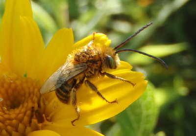 Melissodes trinodis; Long-horned Bee species