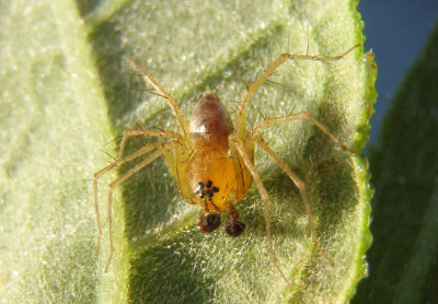 Oxyopes salticus; Striped Lynx; male
