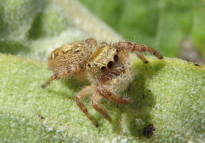 Phidippus princeps; Jumping Spider species