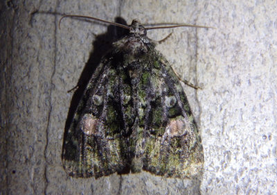 9619 - Phosphila miselioides; Spotted Phosphila