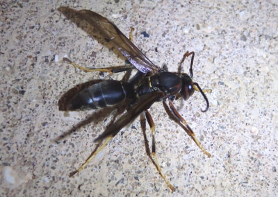 Polistes metricus; Paper Wasp species; male